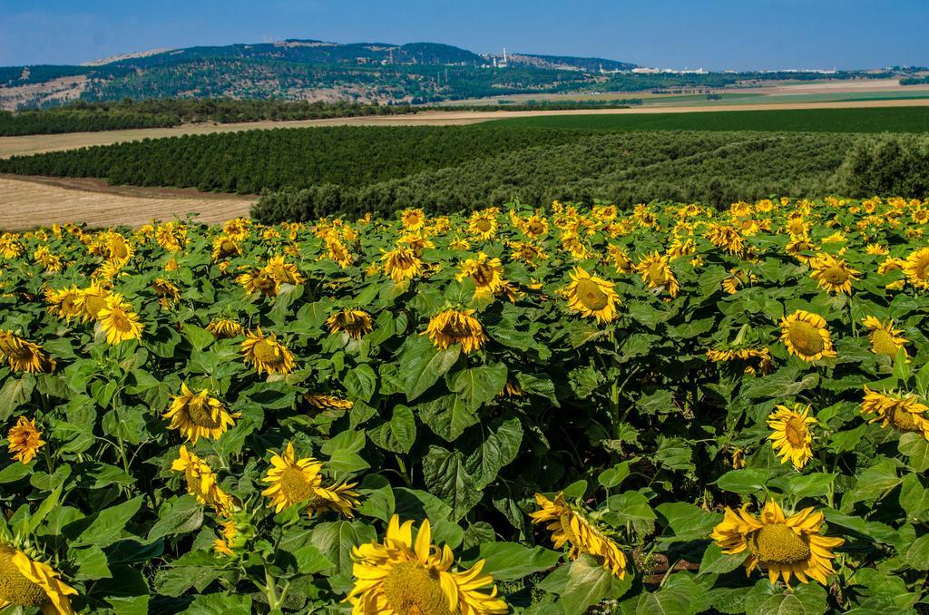 Pensjonat Galilee Best Location 'En Dor Zewnętrze zdjęcie